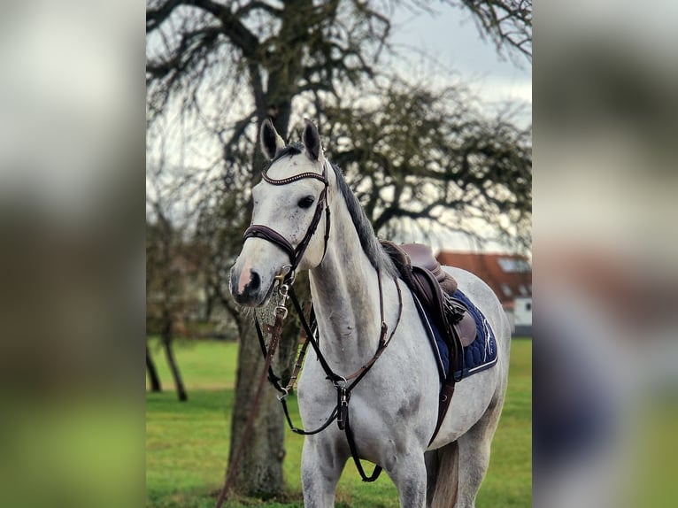 Holstein Gelding 5 years 16,2 hh Grey in Crailsheim