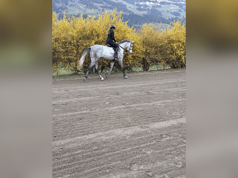 Holstein Gelding 5 years 16,2 hh Grey in Jenbach