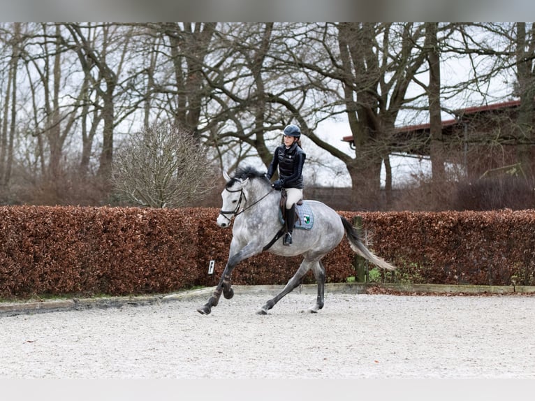 Holstein Gelding 5 years 16,2 hh Grey in Zossen