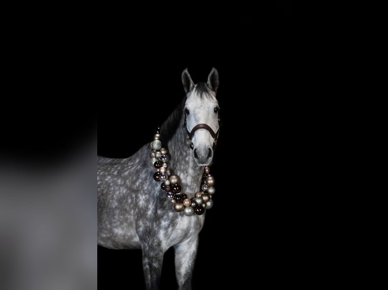 Holstein Gelding 5 years 16,2 hh Grey in Zossen