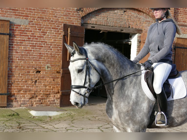 Holstein Gelding 5 years 16,2 hh Grey in Ganschow