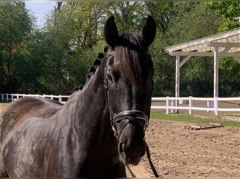 Holstein Gelding 5 years 16,2 hh Smoky-Black in Verden (Aller)