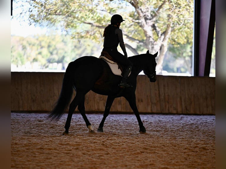 Holstein Gelding 5 years 16,3 hh Black in Forney