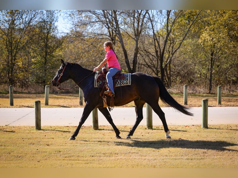 Holstein Gelding 5 years 16,3 hh Black in Forney