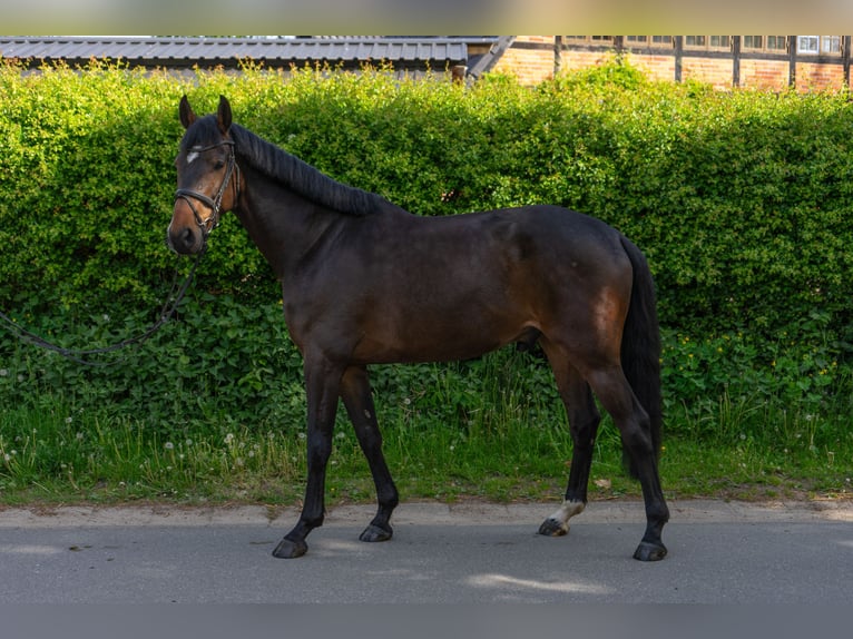 Holstein Gelding 5 years 16,3 hh Brown in Rodenbek