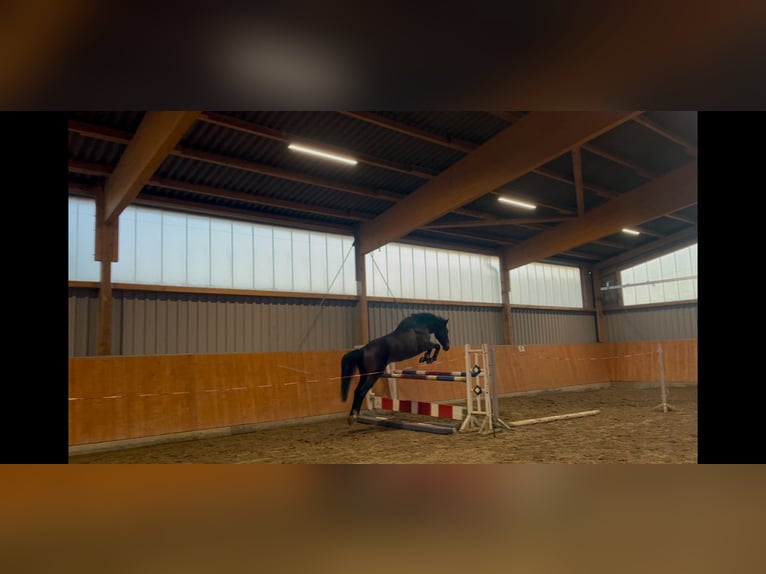 Holstein Gelding 5 years 16,3 hh Brown in Rodenbek