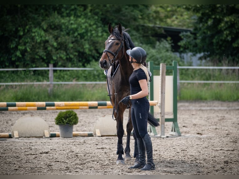 Holstein Gelding 5 years 16,3 hh Brown in Rodenbek