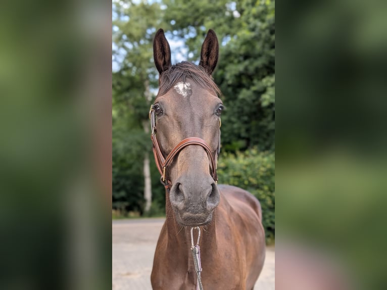Holstein Gelding 5 years 16,3 hh in Fintel