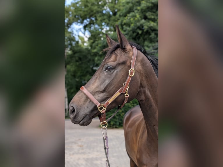 Holstein Gelding 5 years 16,3 hh in Fintel