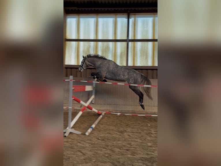 Holstein Gelding 5 years 16,3 hh Grey in Bremen