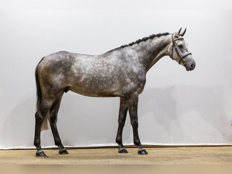 Holstein Gelding 5 years 16,3 hh Grey in Waddinxveen