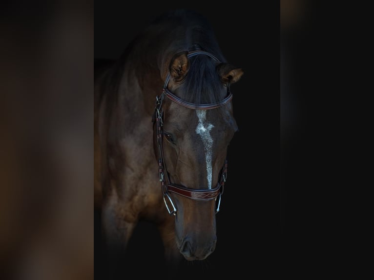 Holstein Gelding 5 years 16,3 hh  in Liptovská Sielnica