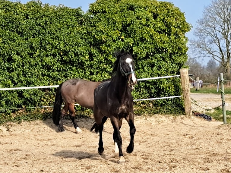 Holstein Gelding 5 years 17,1 hh Bay-Dark in Groß Schenkenberg