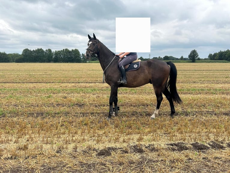 Holstein Gelding 5 years 17,1 hh Bay-Dark in Groß Schenkenberg