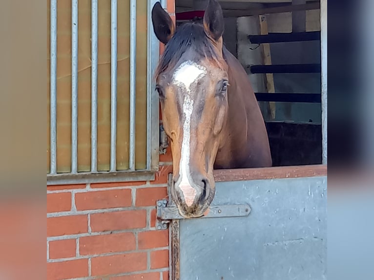 Holstein Gelding 5 years 17,1 hh Bay-Dark in Groß Schenkenberg