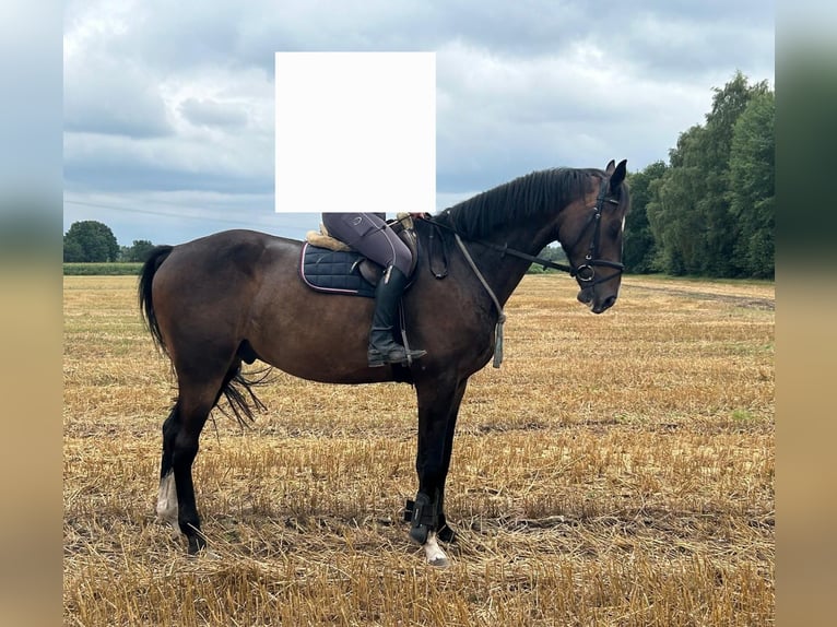 Holstein Gelding 5 years 17,1 hh Bay-Dark in Groß Schenkenberg