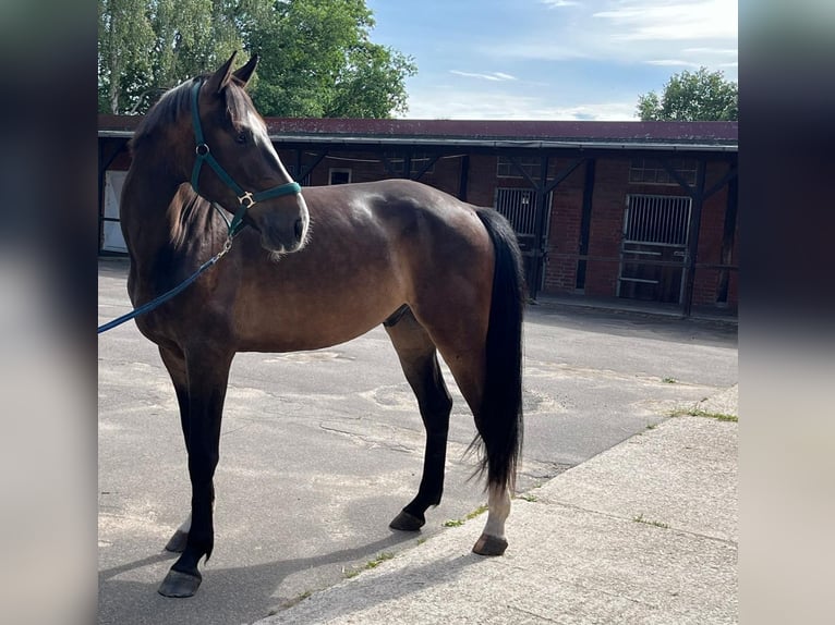 Holstein Gelding 5 years 17,1 hh Bay-Dark in Groß Schenkenberg