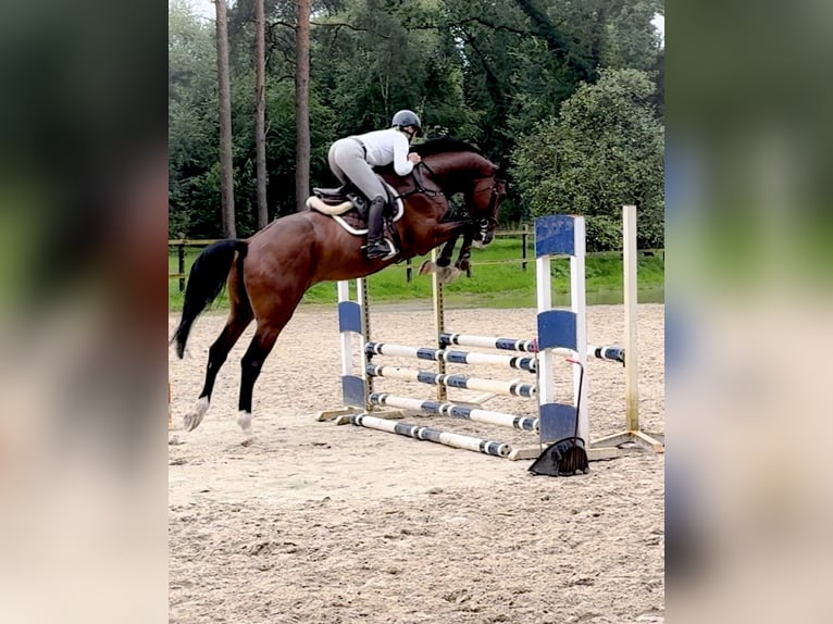 Holstein Gelding 5 years 17,1 hh Brown in Celle