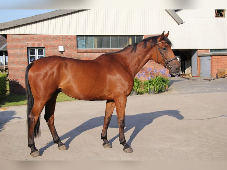 Holstein Gelding 5 years 17,1 hh Brown in Borsfleth