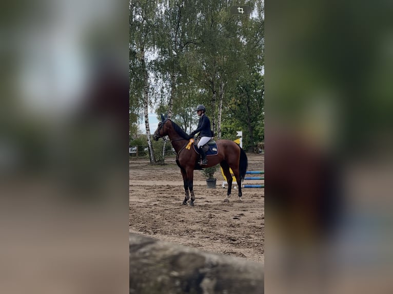 Holstein Gelding 5 years 17.2 hh Brown in WeiterstadtWeiterstadt