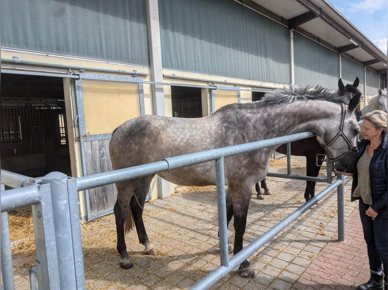 Holstein Gelding 5 years 17,2 hh Gray in Walzbachtal