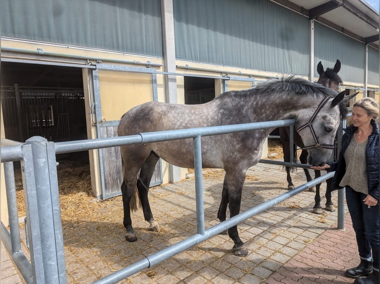 Holstein Gelding 5 years 17,2 hh Gray in Walzbachtal