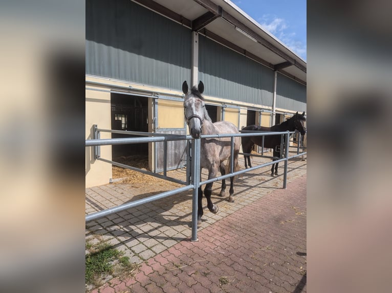 Holstein Gelding 5 years 17,2 hh Gray in Walzbachtal