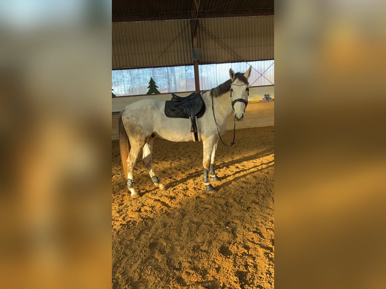 Holstein Gelding 5 years 17.2 hh Grey-Dapple in Berkatal