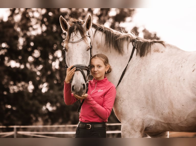 Holstein Gelding 5 years 17.2 hh Grey-Dapple in Berkatal
