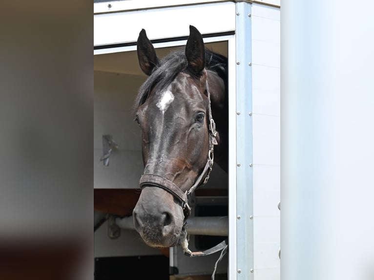 Holstein Gelding 5 years 17 hh Black in Neuss