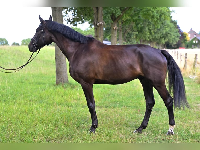 Holstein Gelding 5 years 17 hh Black in Neuss