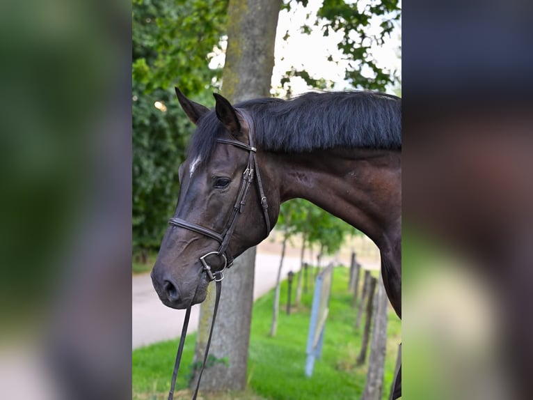 Holstein Gelding 5 years 17 hh Black in Neuss
