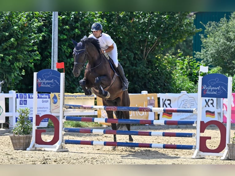 Holstein Gelding 5 years 17 hh Black in Neuss