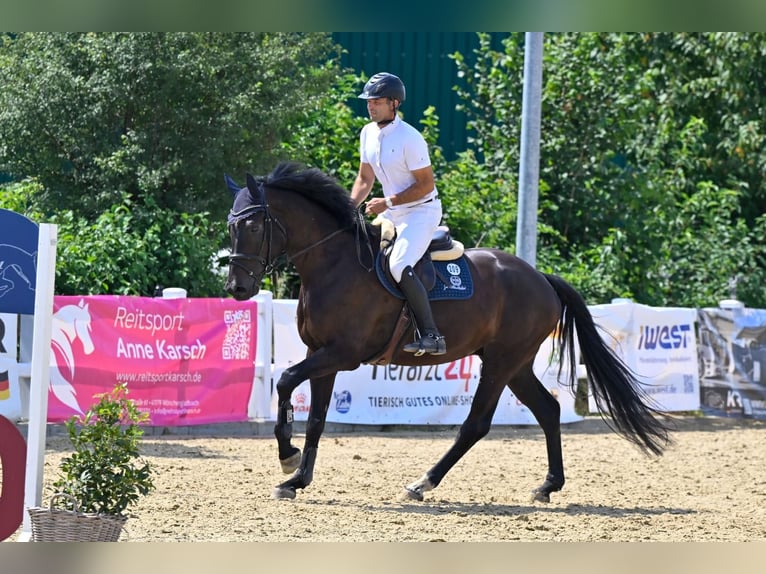 Holstein Gelding 5 years 17 hh Black in Neuss