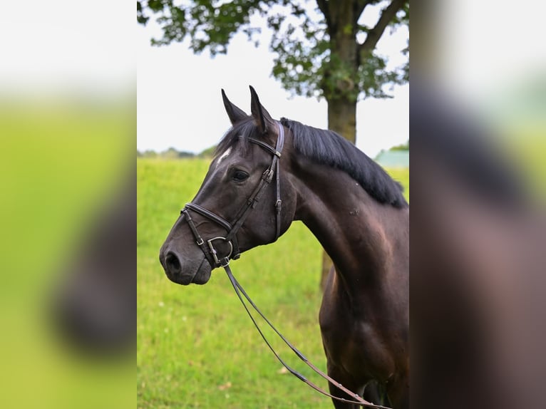 Holstein Gelding 5 years 17 hh Black in Neuss