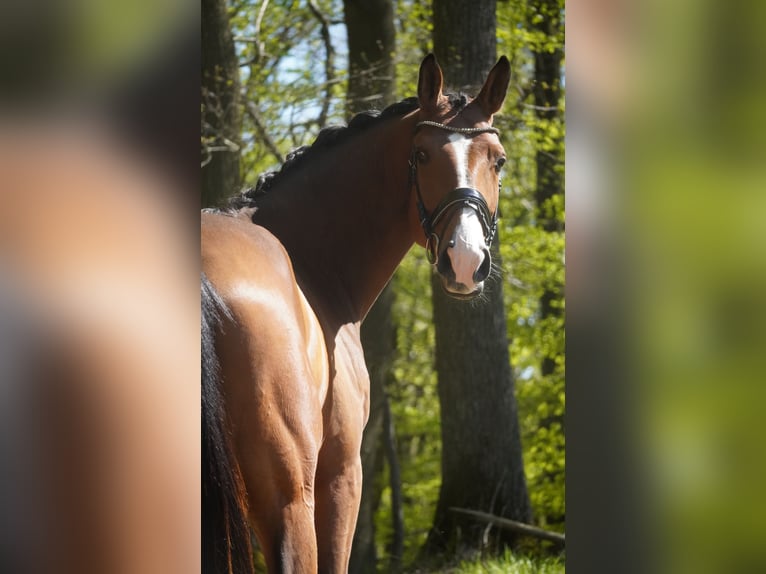Holstein Gelding 5 years 17 hh Brown in Nettersheim