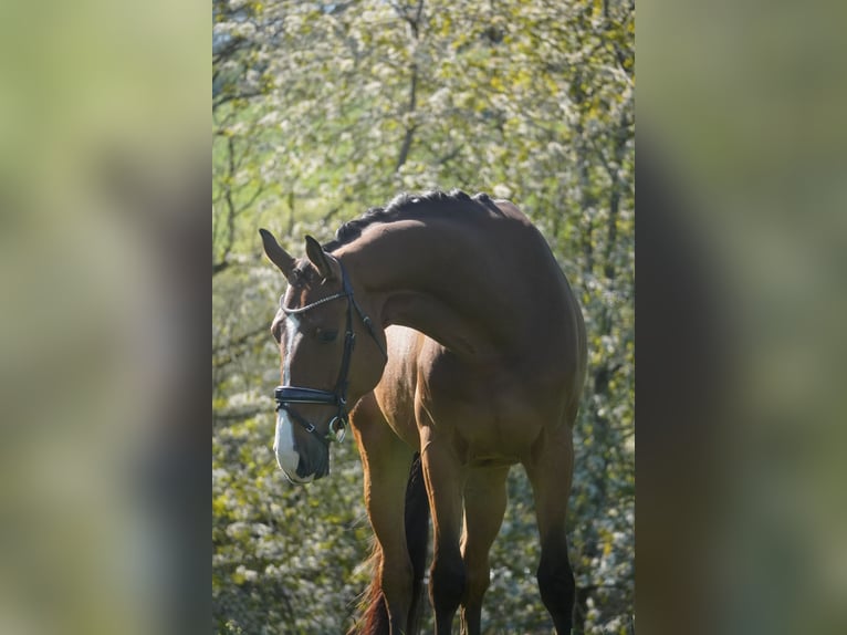 Holstein Gelding 5 years 17 hh Brown in Nettersheim