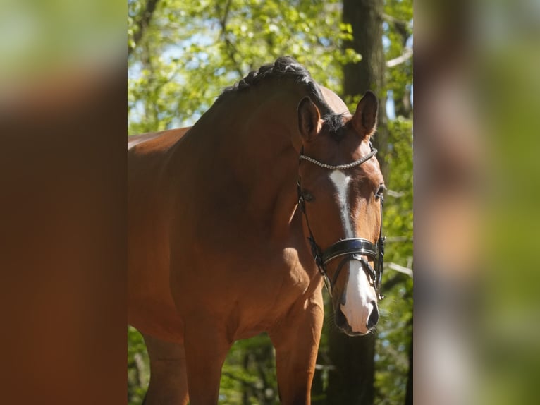 Holstein Gelding 5 years 17 hh Brown in Nettersheim