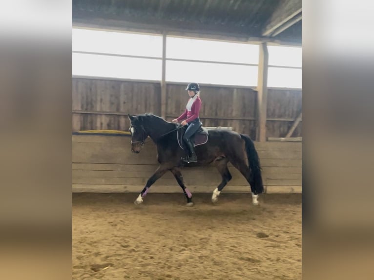 Holstein Gelding 5 years 17 hh Brown in Heilshoop