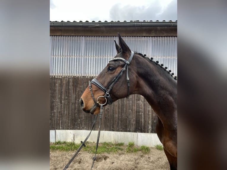 Holstein Gelding 5 years 17 hh Brown in Heilshoop