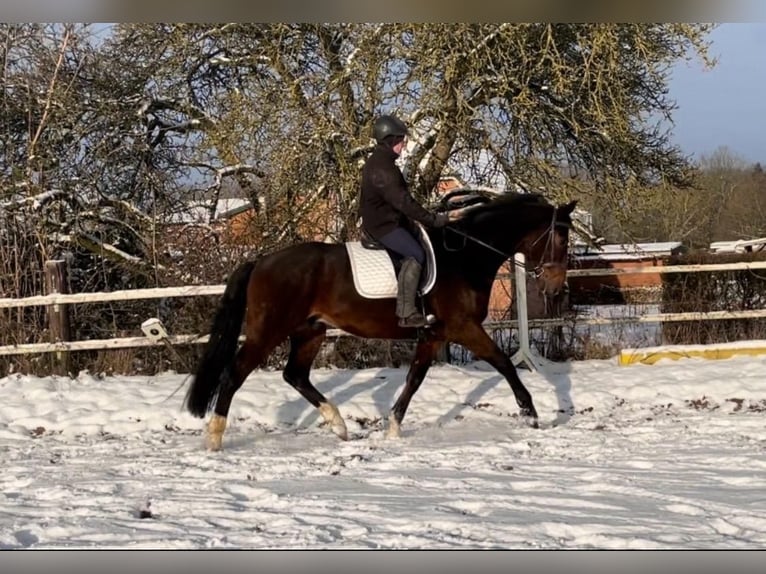 Holstein Gelding 5 years 17 hh Brown in Heilshoop