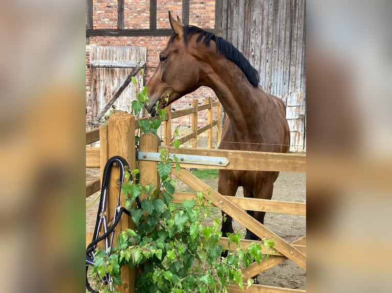 Holstein Gelding 5 years 17 hh Brown in Lüchow