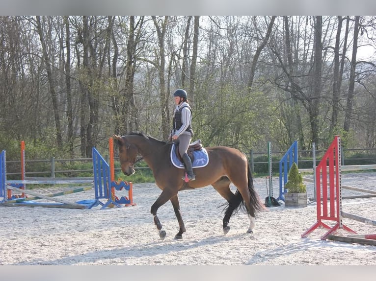 Holstein Gelding 5 years 17 hh Brown in Boitron