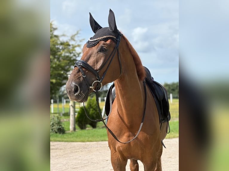 Holstein Gelding 5 years 17 hh Chestnut-Red in Achtrup