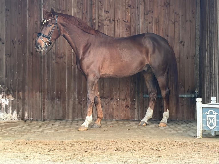 Holstein Gelding 5 years 17 hh Chestnut-Red in Achtrup