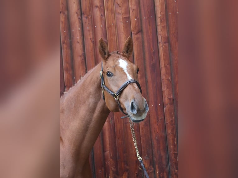 Holstein Gelding 5 years 17 hh Chestnut-Red in Erharting