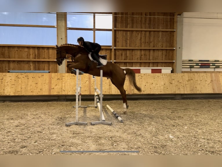 Holstein Gelding 5 years 17 hh Chestnut-Red in Erharting