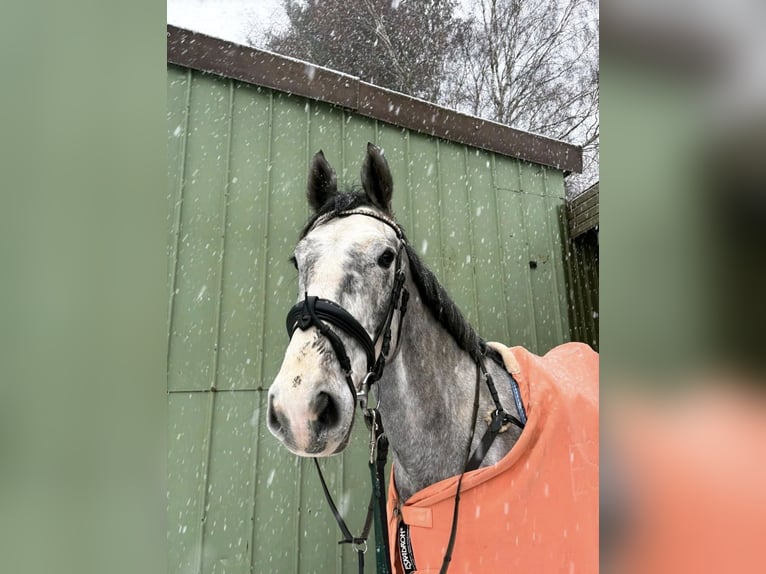 Holstein Gelding 5 years 17 hh Grey in Osdorf