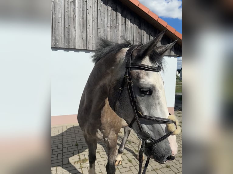 Holstein Gelding 5 years 17 hh Grey in Grabfeld