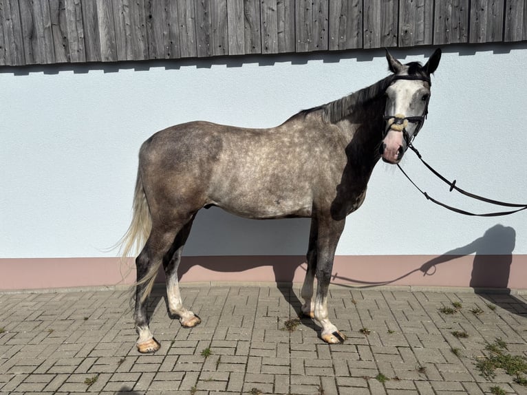 Holstein Gelding 5 years 17 hh Grey in Grabfeld
